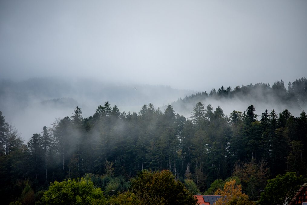 Schwarzwald